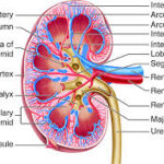 Hypertension and Its Impact on Kidney Function