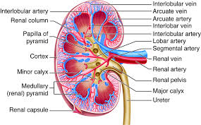 Hypertension and Its Impact on Kidney Function