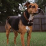 The Role of Pet Therapy in Managing Pain and Promoting Healing