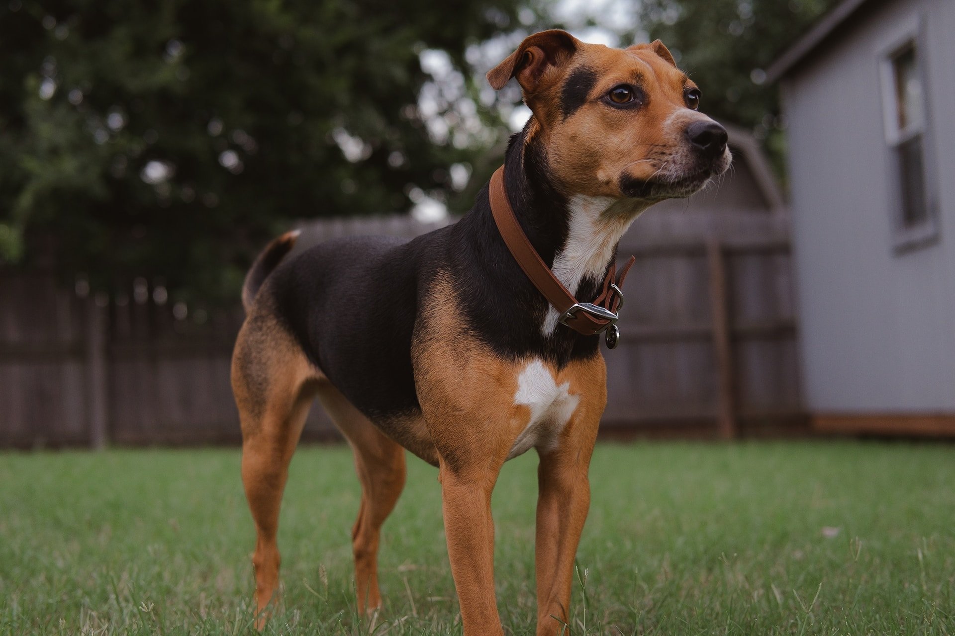 The Role of Pet Therapy in Managing Pain and Promoting Healing